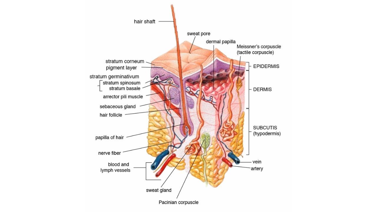 Detail Gambar Struktur Kulit Nomer 22