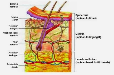 Detail Gambar Struktur Kulit Nomer 27