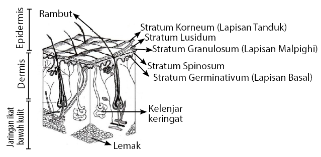 Detail Gambar Struktur Kulit Nomer 30