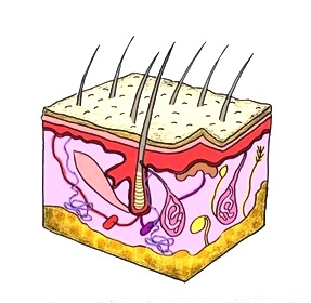 Detail Gambar Struktur Kulit Nomer 33