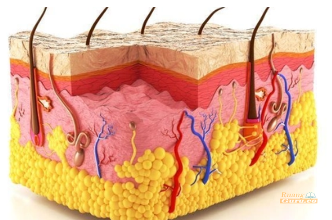 Detail Gambar Struktur Kulit Nomer 35