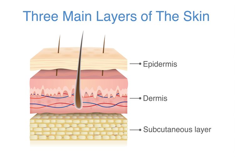 Detail Gambar Struktur Kulit Nomer 5