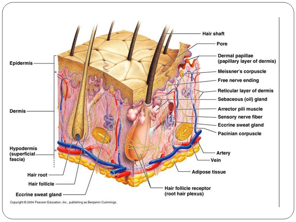 Detail Gambar Struktur Kulit Nomer 38