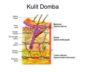 Detail Gambar Struktur Kulit Nomer 46