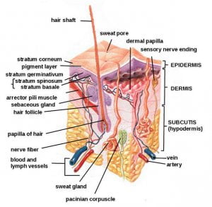 Detail Gambar Struktur Kulit Nomer 49