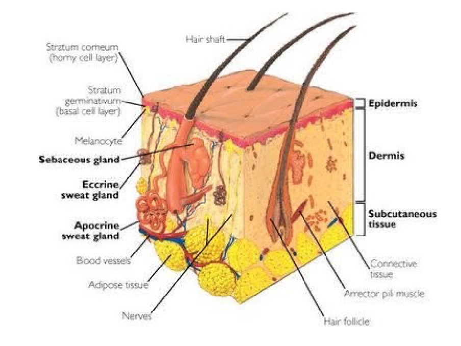 Detail Gambar Struktur Kulit Nomer 50