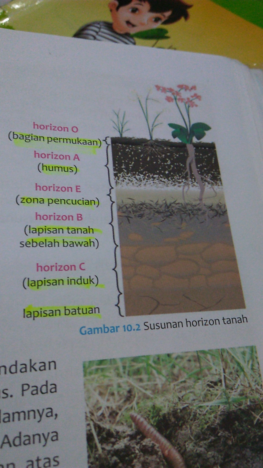 Detail Gambar Struktur Lapisan Tanah Nomer 54