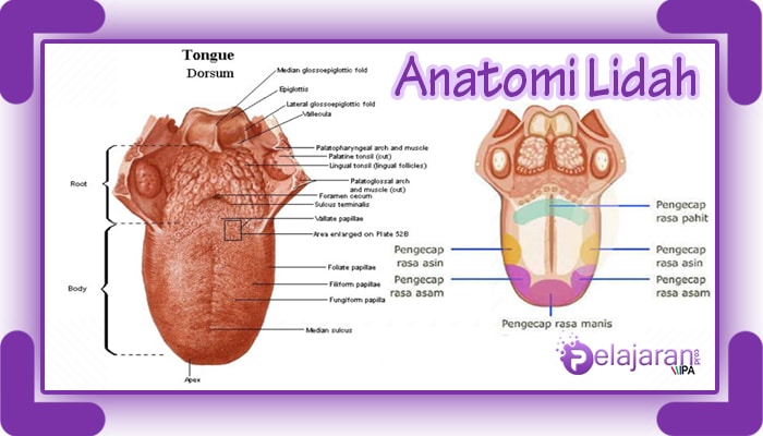 Detail Gambar Struktur Lidah Nomer 11