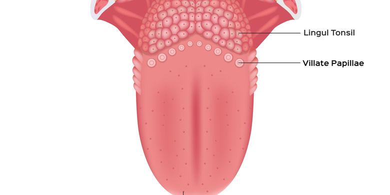 Detail Gambar Struktur Lidah Nomer 14