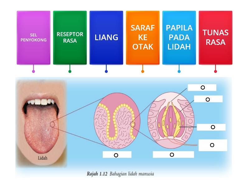 Detail Gambar Struktur Lidah Nomer 31