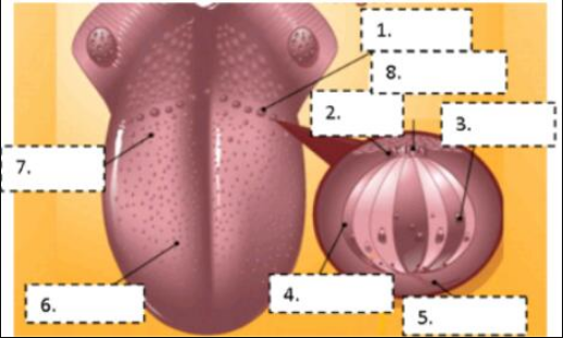 Detail Gambar Struktur Lidah Nomer 33