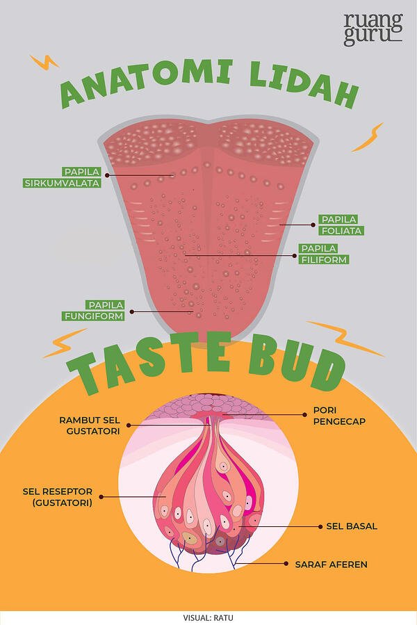 Detail Gambar Struktur Lidah Nomer 36