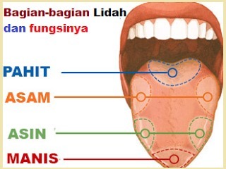 Detail Gambar Struktur Lidah Nomer 39