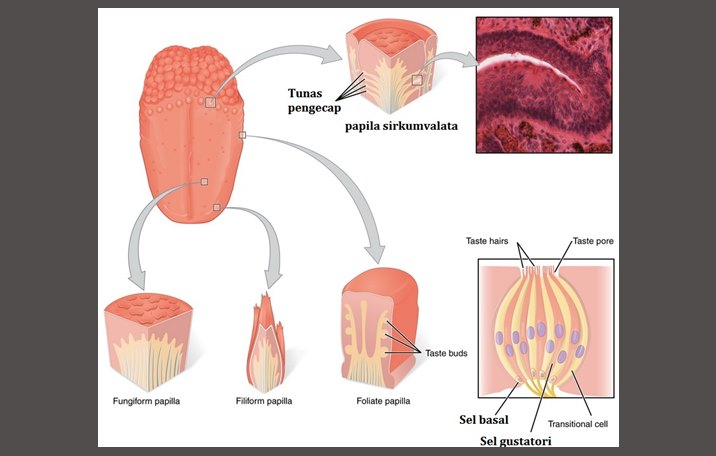 Detail Gambar Struktur Lidah Nomer 40