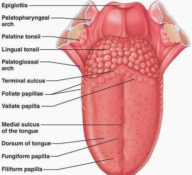 Detail Gambar Struktur Lidah Nomer 9