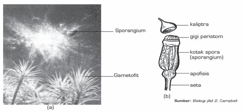 Detail Gambar Struktur Lumut Nomer 47