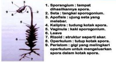 Detail Gambar Struktur Lumut Daun Nomer 28