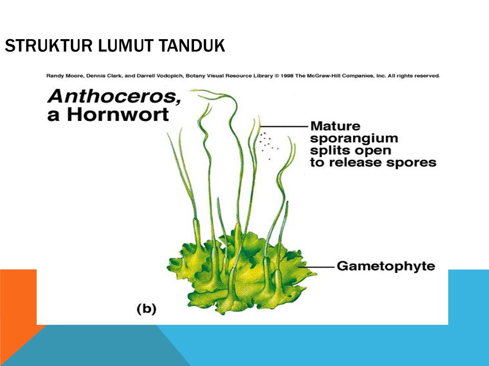 Detail Gambar Struktur Lumut Daun Nomer 35