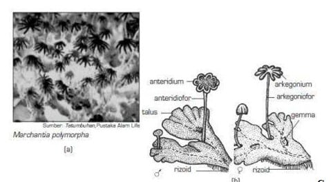 Detail Gambar Struktur Lumut Daun Nomer 37