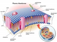 Detail Gambar Struktur Membran Nomer 35