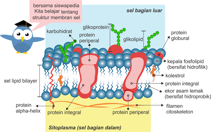 Detail Gambar Struktur Membran Nomer 4