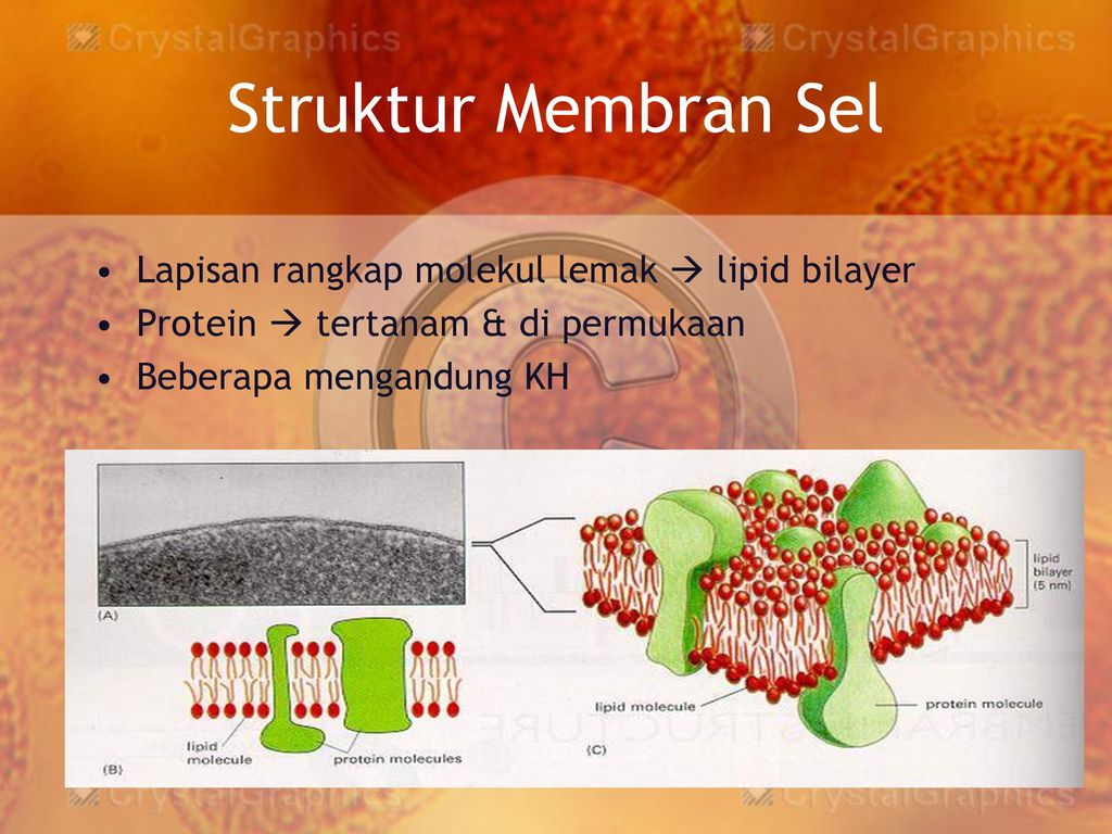 Detail Gambar Struktur Membran Nomer 45