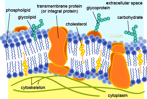 Detail Gambar Struktur Membran Plasma Nomer 18