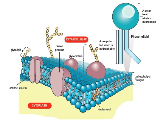 Detail Gambar Struktur Membran Plasma Nomer 21