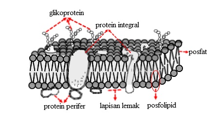 Detail Gambar Struktur Membran Plasma Nomer 22