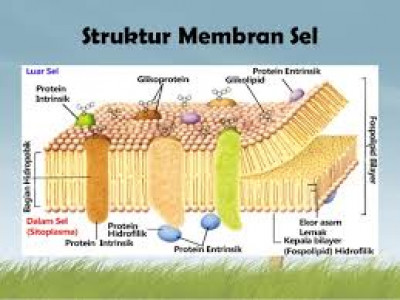 Detail Gambar Struktur Membran Plasma Nomer 25