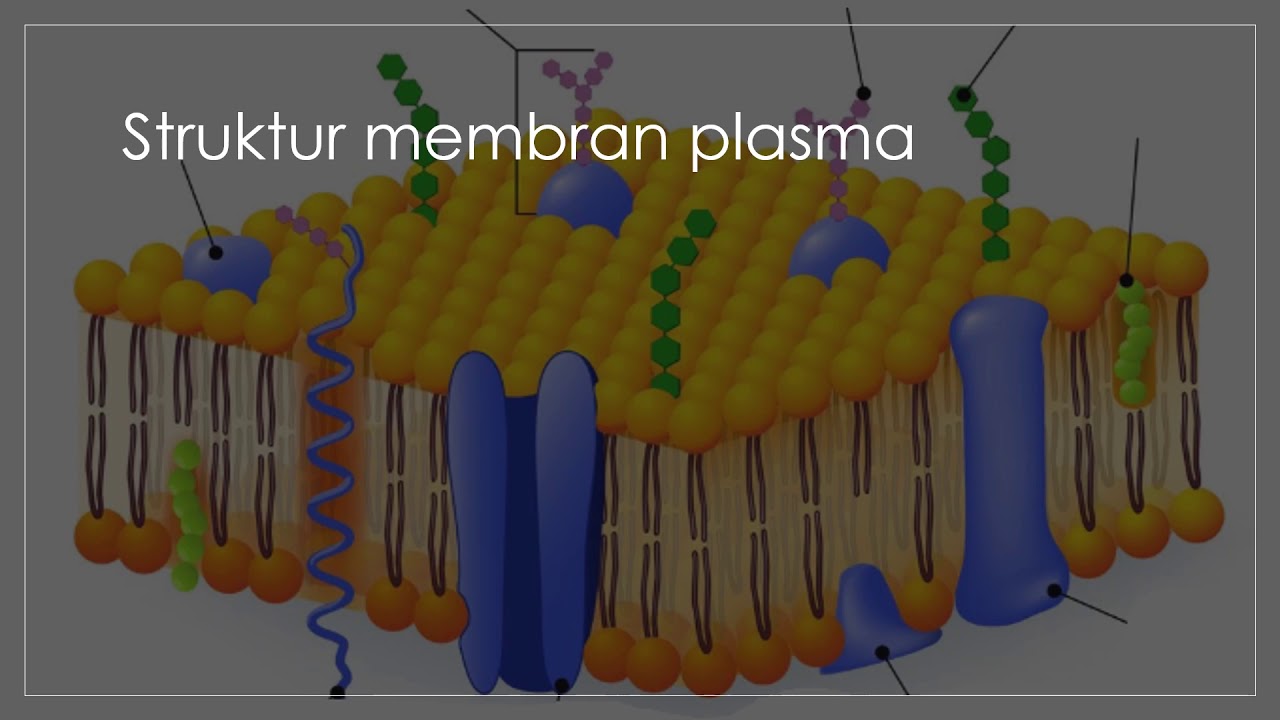 Detail Gambar Struktur Membran Plasma Nomer 27