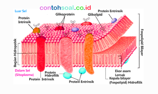 Detail Gambar Struktur Membran Plasma Nomer 29