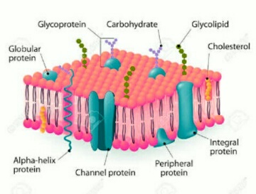 Detail Gambar Struktur Membran Plasma Nomer 34