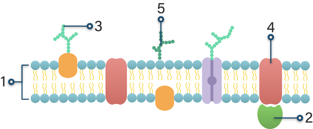 Detail Gambar Struktur Membran Plasma Nomer 44