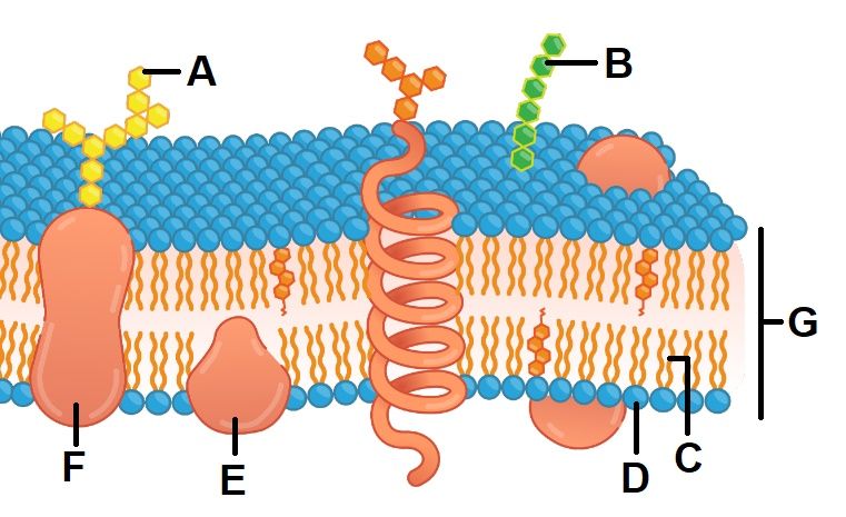 Detail Gambar Struktur Membran Plasma Nomer 46