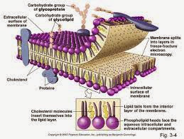 Detail Gambar Struktur Membran Plasma Nomer 49