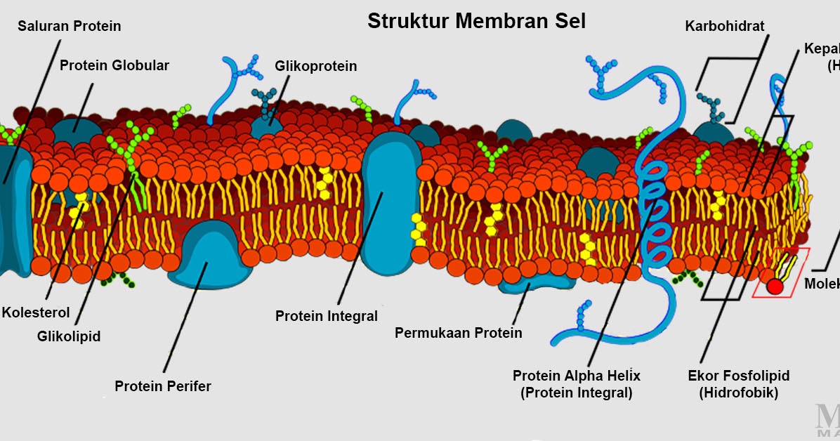 Detail Gambar Struktur Membran Plasma Nomer 6