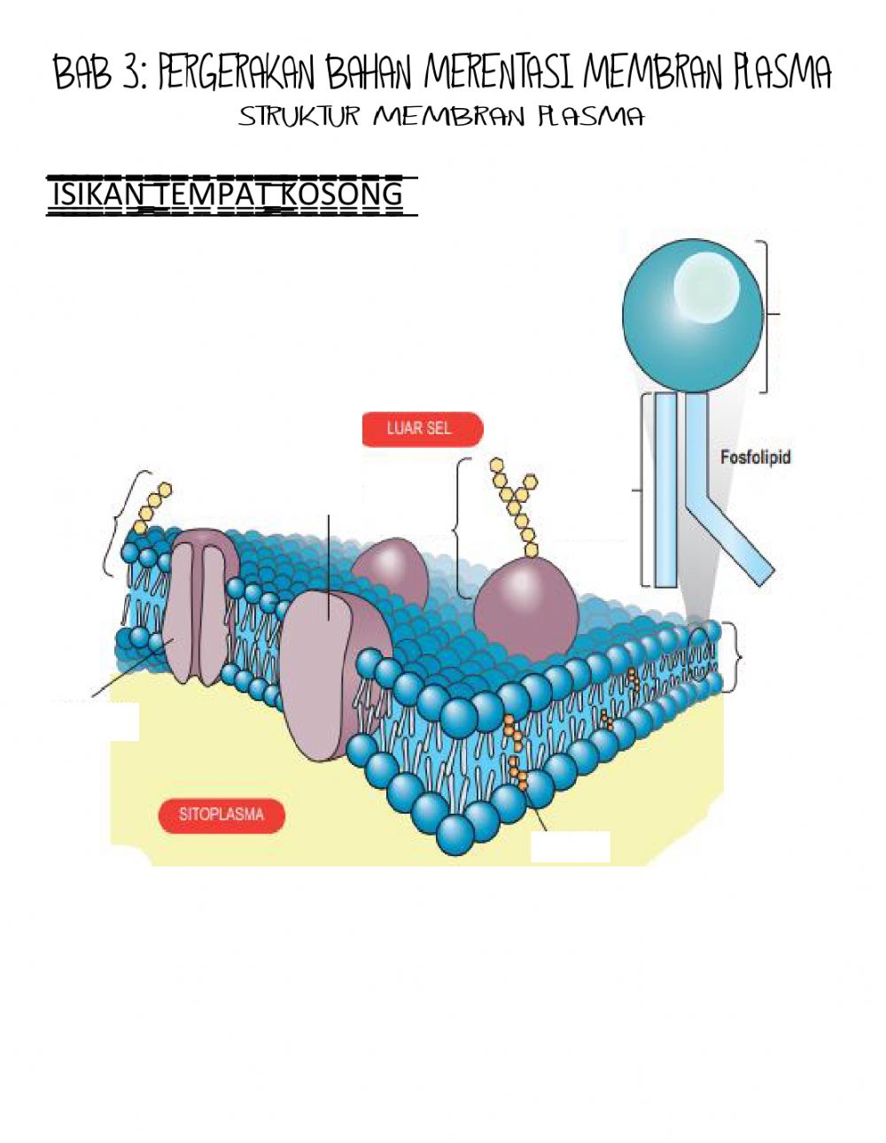 Detail Gambar Struktur Membran Sel Nomer 2