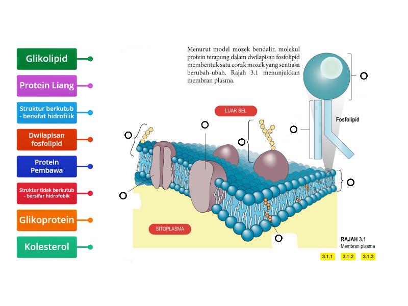 Detail Gambar Struktur Membran Sel Nomer 11