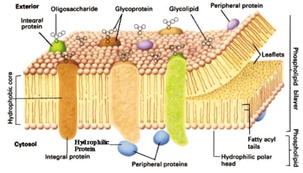 Detail Gambar Struktur Membran Sel Nomer 13