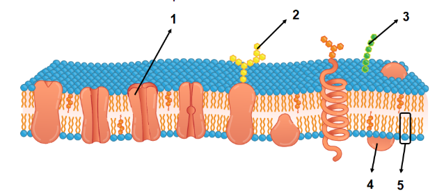 Detail Gambar Struktur Membran Sel Nomer 18