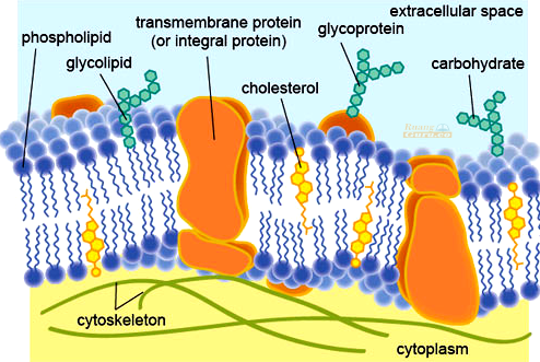 Detail Gambar Struktur Membran Sel Nomer 23