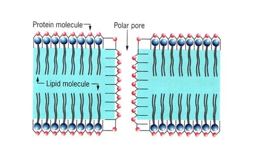 Detail Gambar Struktur Membran Sel Nomer 27