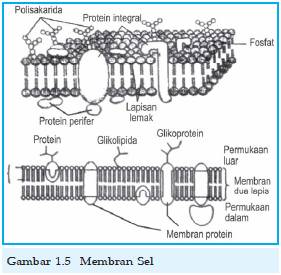 Detail Gambar Struktur Membran Sel Nomer 28