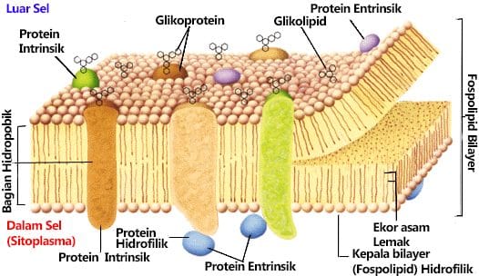 Detail Gambar Struktur Membran Sel Nomer 4