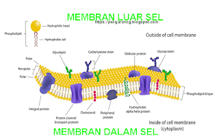 Detail Gambar Struktur Membran Sel Nomer 31