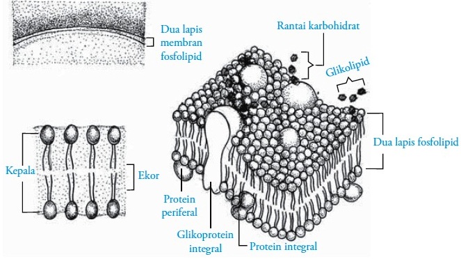 Detail Gambar Struktur Membran Sel Nomer 32