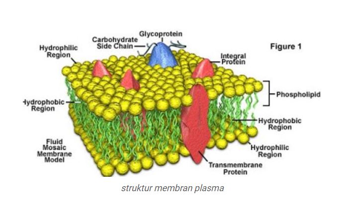 Detail Gambar Struktur Membran Sel Nomer 35