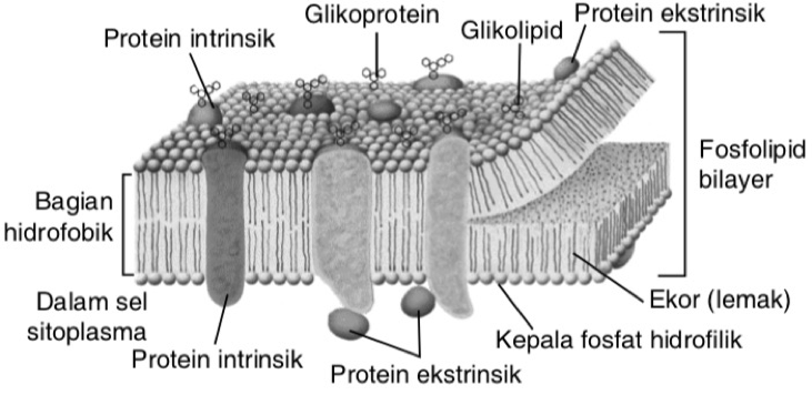 Detail Gambar Struktur Membran Sel Nomer 36