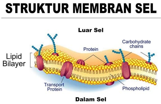 Detail Gambar Struktur Membran Sel Nomer 5